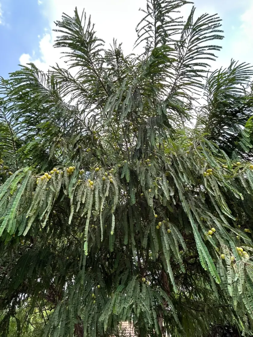 Clusters of amla fruit in the canopy