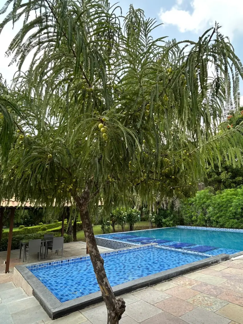 A fruiting amla tree beside the pool at Samskara Jaipur