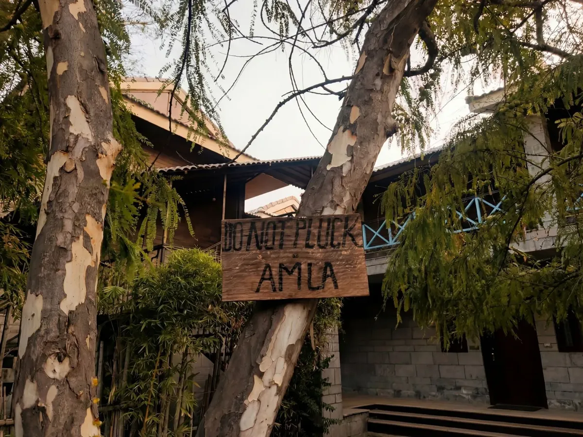 An amla tree with its Do Not Pluck Amla sign